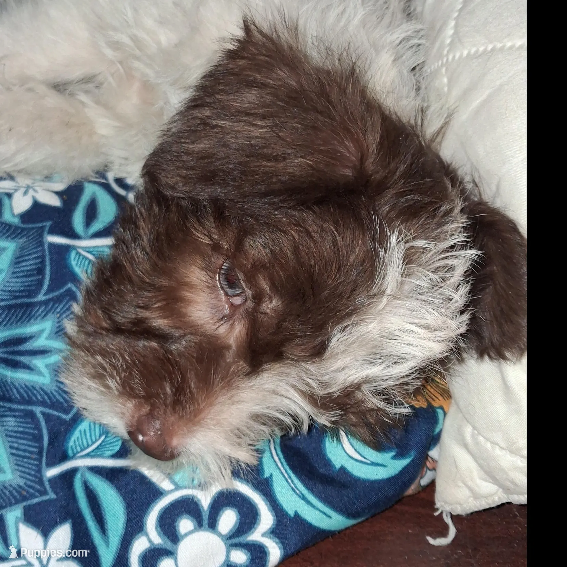 😍😍Aquarius, a male Miniature Schnauzer and Yorkshire Terrier for sale in Troy, MO – Photo 8 of 9