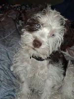 Snoopy, a male Schnoodle for sale in Troy, MO – 4 of 10