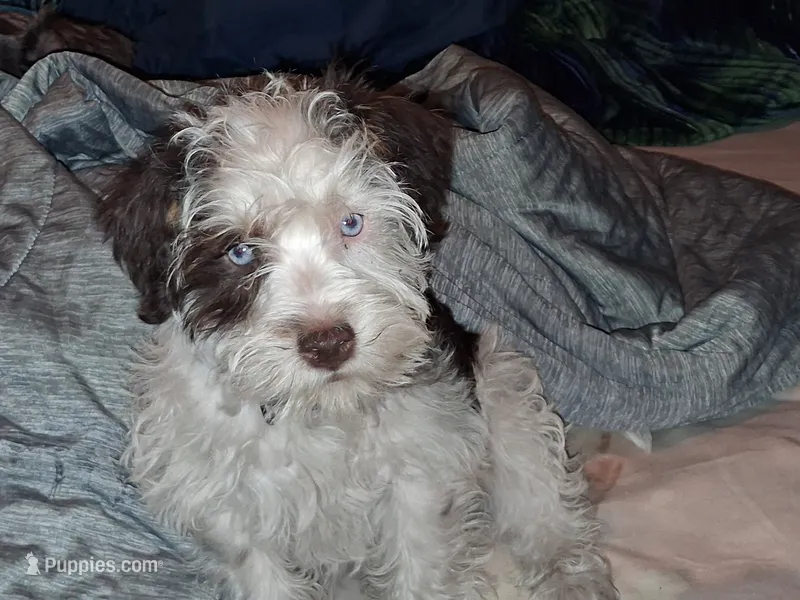 Miracle – Schnoodle puppy for sale in Troy, MO