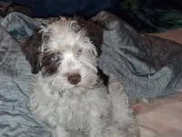Snoopy, a male Schnoodle for sale in Troy, MO – 1 of 10