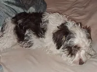 Snoopy, a male Schnoodle for sale in Troy, MO – 7 of 10