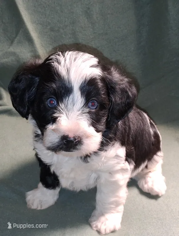 Calvin – Schnoodle puppy for sale in Troy, MO