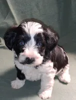 Calvin, a male Schnoodle for sale in Troy, MO – Photo 1 of 10