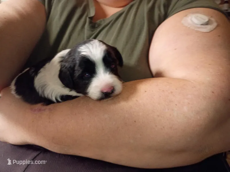 Calvin – Schnoodle puppy for sale in Troy, MO