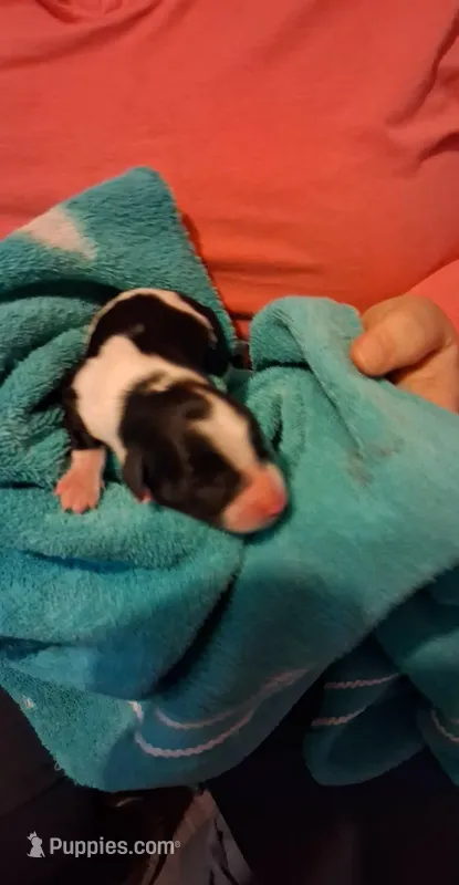 Boy 2, a male Schnoodle for sale in Troy, MO – Photo 1 of 1