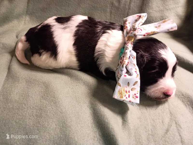 Calvin – Schnoodle puppy for sale in Troy, MO