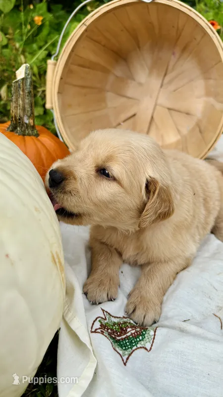 Pumpkin – Golden Retriever puppy for sale in Inman, SC