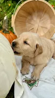 Pumpkin, AKC FIELD GOLDEN RETRIEVER PUREBRED, a female Golden Retriever for sale in Inman, SC – 1 of 9