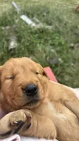AKC PUREBRED GOLDEN RETRIEVER- Gus Gus, a male Golden Retriever for sale in Inman, SC – 4 of 6