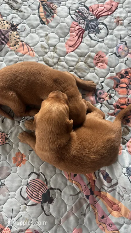 Dolly – Golden Retriever puppy for sale in Inman, SC