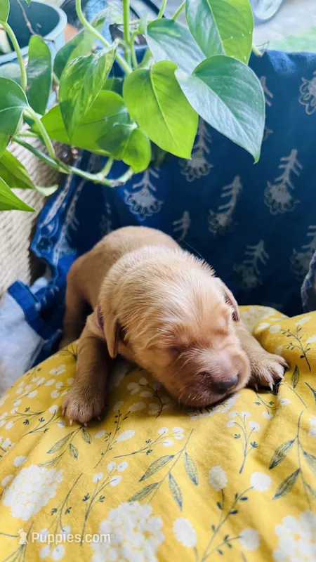 Sugar Plum – Golden Retriever puppy for sale in Inman, SC