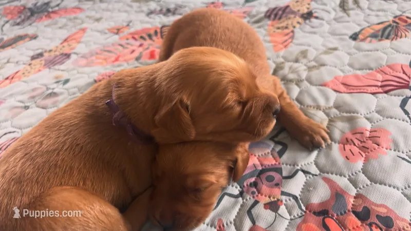 Sugar Plum AKC GOLDEN RETRIEVER – Golden Retriever puppy for sale in Inman, SC