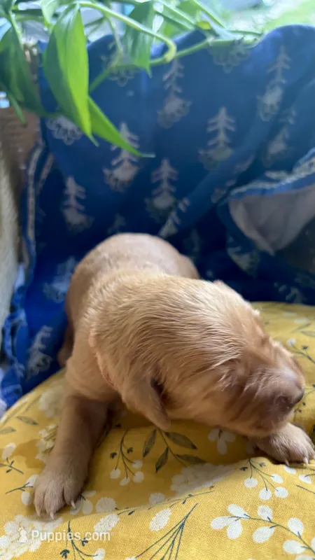 Dolly – Golden Retriever puppy for sale in Inman, SC