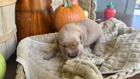 Honeycrisp AKC GOLDEN RETRIEVER, a female Golden Retriever for sale in Inman, SC – 4 of 10