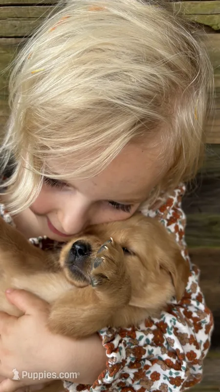 Sugar, AKC FIELD GOLDEN PUREBRED – Golden Retriever puppy for sale in Inman, SC