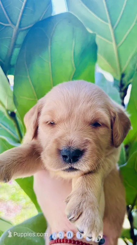 Red Girl – Golden Retriever puppy for sale in Inman, SC