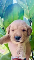 Red Girl, a female Golden Retriever for sale in Inman, SC – 1 of 7