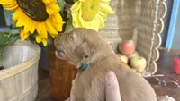 Tinsel AKC GOLDEN RETRIEVER, a female Golden Retriever for sale in Inman, SC – 4 of 10