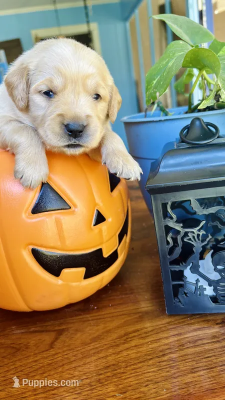 Pumpkin – Golden Retriever puppy for sale in Inman, SC