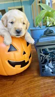 Orange Girl, a female Golden Retriever for sale in Inman, SC – 3 of 7