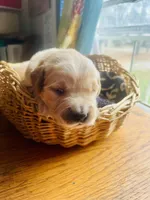 Golden Boy, a male Golden Retriever for sale in Inman, SC – Photo 6 of 7