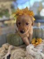 Golden Boy, a male Golden Retriever for sale in Inman, SC – Photo 2 of 7