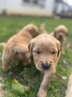 Golden Boy, a male Golden Retriever for sale in Inman, SC – Photo 1 of 7