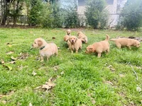 Golden Boy, a male Golden Retriever for sale in Inman, SC – Photo 3 of 7