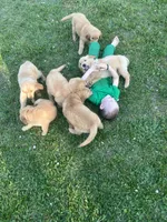 Golden Boy, a male Golden Retriever for sale in Inman, SC – Photo 7 of 7