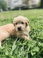 Golden Girl, a female Golden Retriever for sale in Inman, SC – Photo 2 of 5