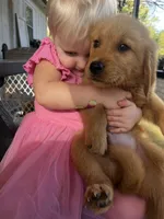 Golden Girl, a female Golden Retriever for sale in Inman, SC – Photo 3 of 5