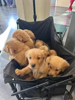 True Blue, a male Golden Retriever for sale in Inman, SC – Photo 3 of 4