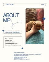 True Blue, a male Golden Retriever for sale in Inman, SC – Photo 1 of 4