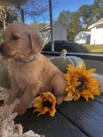 True Blue, a male Golden Retriever for sale in Inman, SC – Photo 4 of 4