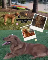 Honeycrisp AKC GOLDEN RETRIEVER, a female Golden Retriever for sale in Inman, SC – 8 of 10
