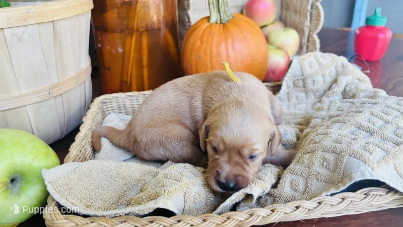 Honeycrisp AKC GOLDEN RETRIEVER – Golden Retriever puppy for sale in Inman, SC