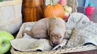 Honeycrisp AKC GOLDEN RETRIEVER, a female Golden Retriever for sale in Inman, SC – 1 of 10