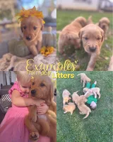 Sugar Plum AKC GOLDEN RETRIEVER, a female Golden Retriever for sale in Inman, SC – 6 of 10