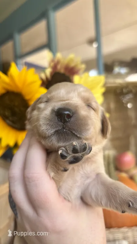 Sage – Golden Retriever puppy for sale in Inman, SC