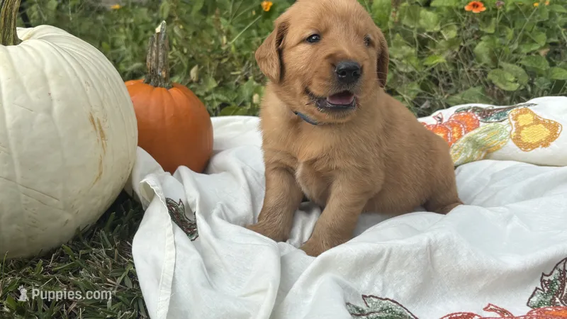 AKC PUREBRED GOLDEN RETRIEVER- Gus Gus – Golden Retriever puppy on hold in Inman, SC
