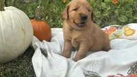 AKC PUREBRED GOLDEN RETRIEVER- Gus Gus, a male Golden Retriever for sale in Inman, SC – 1 of 6