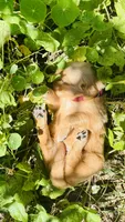 Maroon Girl, a female Golden Retriever for sale in Inman, SC – 2 of 6
