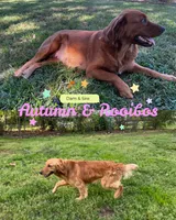 Cranberry- AKC golden retriever, a female Golden Retriever for sale in Inman, SC – 7 of 7