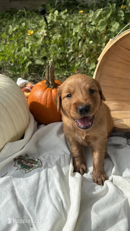 Purebred AKC Golden Retriever: Talulah – Golden Retriever puppy on hold in Inman, SC