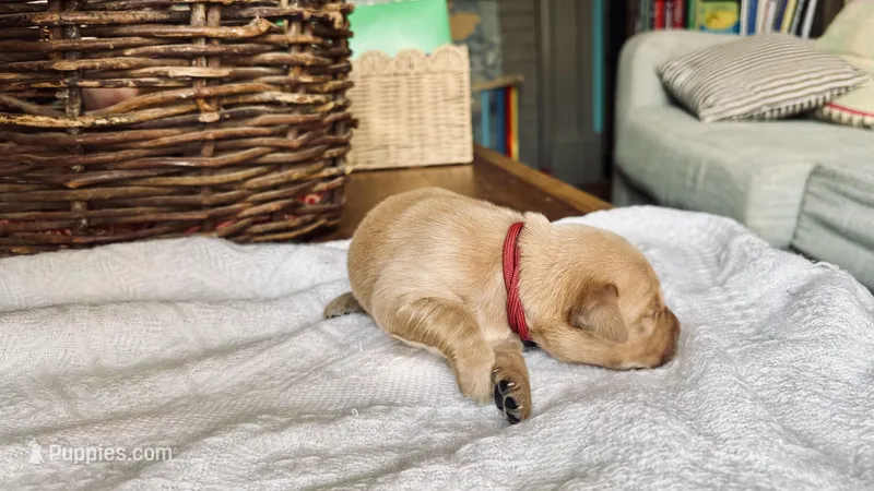 Scarlet, a female Golden Retriever for sale in Inman, SC – Photo 1 of 3