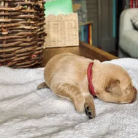 Scarlet, a female Golden Retriever for sale in Inman, SC – Photo 1 of 3