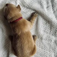 Scarlet, a female Golden Retriever for sale in Inman, SC – Photo 3 of 3