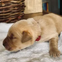 Scarlet, a female Golden Retriever for sale in Inman, SC – Photo 2 of 3