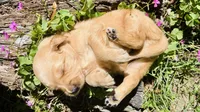 Red Girl, a female Golden Retriever for sale in Inman, SC – 2 of 7