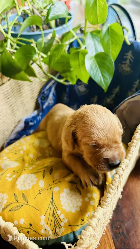 Honeycrisp – Golden Retriever puppy for sale in Inman, SC